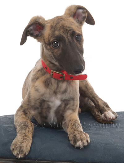 Katie the whippet aged 3 months
